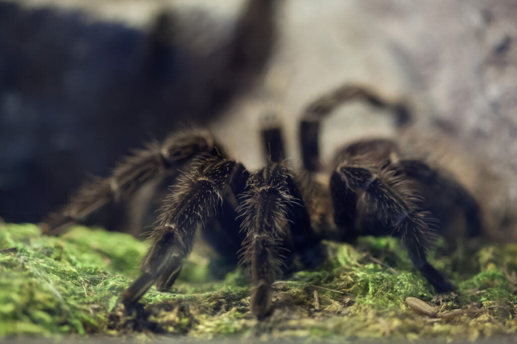 Fascinating Facts About Spiders Unveiling The Arachnid World Facts Vibes