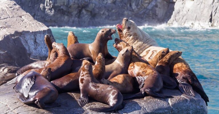 Discover 10 Fascinating Facts about Sea Lions - Facts Vibes