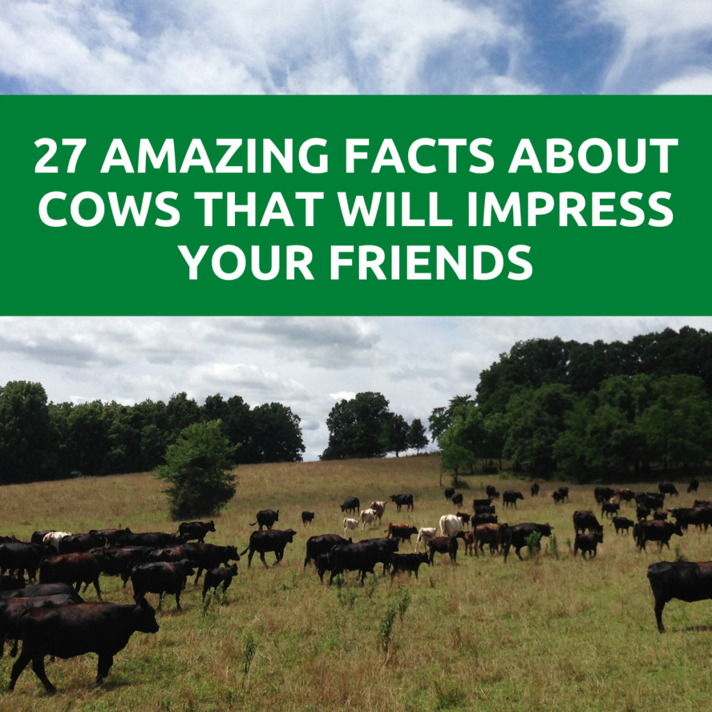 Fascinating Facts About Beef Cattle: Uncover the Fun Trivia! - Facts Vibes