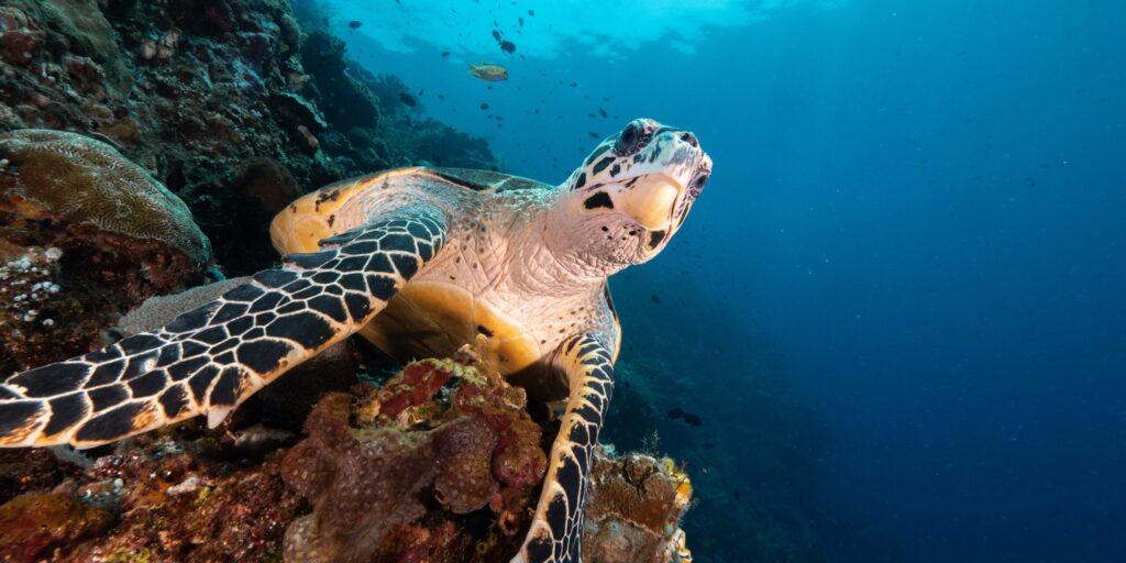 Discovering the Fascinating Fun Facts about Hawksbill Turtles - Facts Vibes